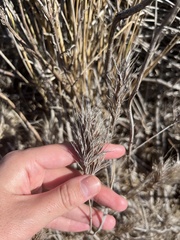 Bromus rubens