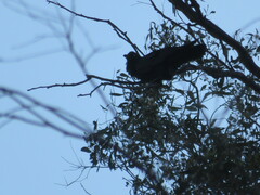 Corvus coronoides perplexus