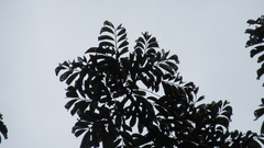 Zanthoxylum acuminatum