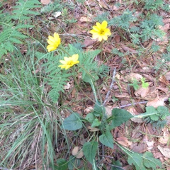 Iostephane trilobata