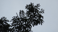 Zanthoxylum acuminatum