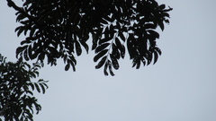 Zanthoxylum acuminatum