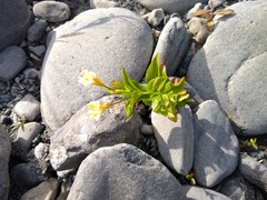 Epilobium luteum