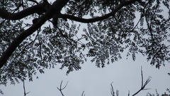 Schizolobium parahyba