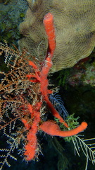 Clathria calla