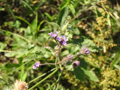 Verbenaceae