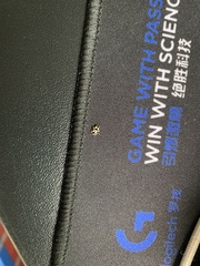 Coccinellinae