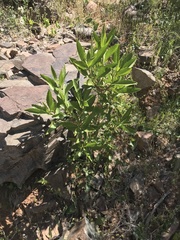 Flourensia thurifera