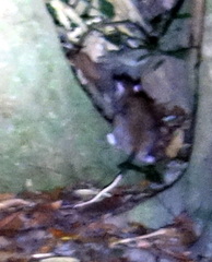 Uromys caudimaculatus