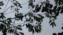 Trichospermum galeottii