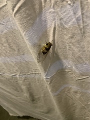 Diceroprocta mesochlora