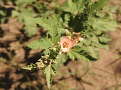 Sphaeralcea bonariensis