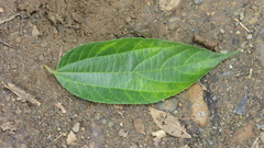 Trichospermum galeottii