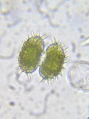 Staurastrum brebissonii