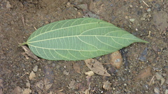 Trichospermum galeottii