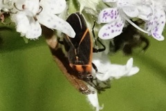 Ochrimnus lineoloides