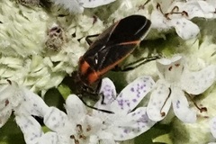 Ochrimnus lineoloides