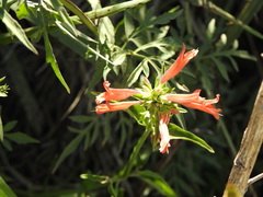 Dicliptera squarrosa