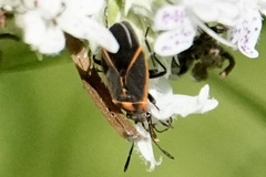 Ochrimnus lineoloides