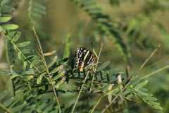 Chlosyne lacinia adjutrix