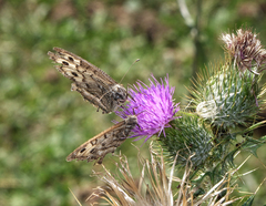 Pseudochazara daghestana