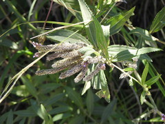 Verbenaceae