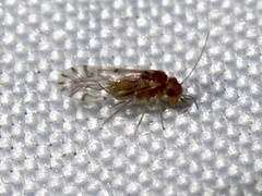 Lachesilla
