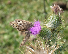 Pseudochazara daghestana