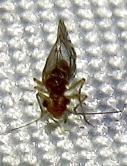 Lachesilla