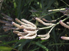 Verbenaceae