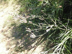 Verbenaceae