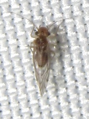 Lachesilla