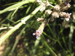Verbenaceae