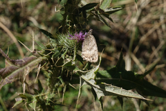 Pseudochazara daghestana