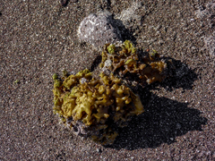 Colpomenia tuberculata