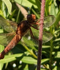 Libellula saturata