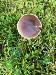 Cantharellula umbonata