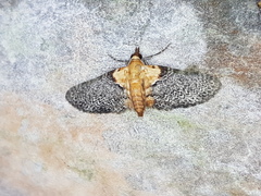 Eupithecia cuneilineata