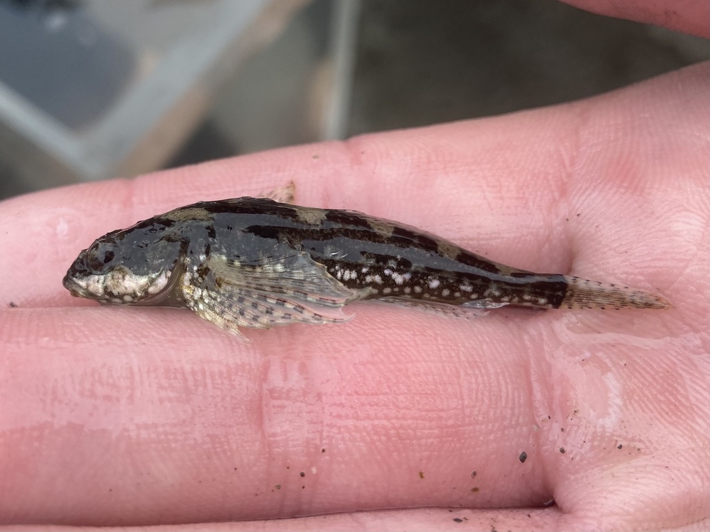 Sharpnose sculpin (Clinocottus acuticeps) — Cottidae