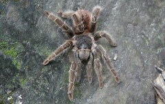 Lasiodora