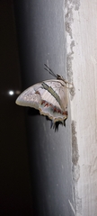 Polyura