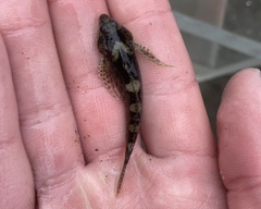 Clinocottus acuticeps