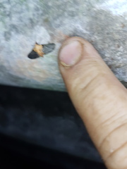 Eupithecia cuneilineata