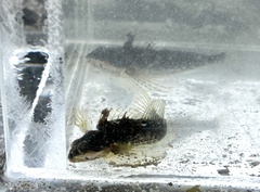 Clinocottus acuticeps