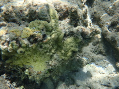 Montipora