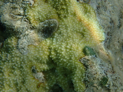 Montipora