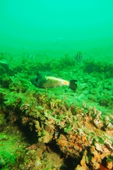 Meuschenia flavolineata