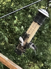 Pheucticus ludovicianus