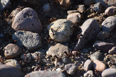 Pogonomyrmex rugosus