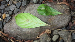 Terminalia amazonia